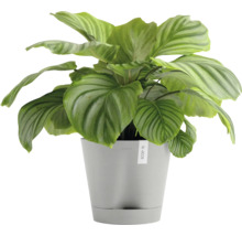 Blumentopf Ecopots Venice Kunststoff Ø 27,7 cm 30 x 30 x 27,5 cm grauweiß
