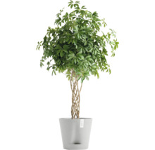 Zimmerpflanze Schefflera im Topf