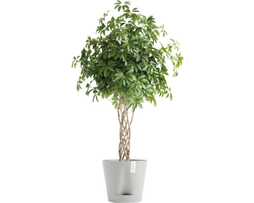 Zimmerpflanze Schefflera im Topf