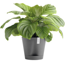 Blumentopf Ecopots Venice Kunststoff Ø 27,7 cm 30 x 30 x 27,5 cm grau