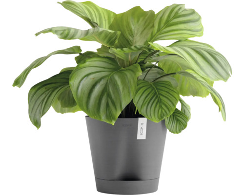 Calathea Zimmerpflanze in einem Topf