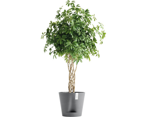 Schefflera Zimmerpflanze im Topf