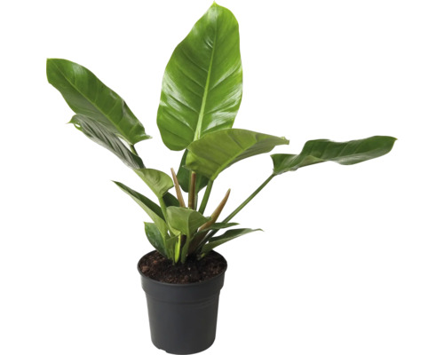 Philodendron Baumfreund FloraSelf Philodendron 'Imperial Green' H ca. 55 cm Ø 19 cm Topf