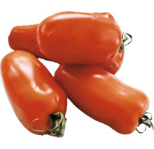 Eine Gruppe länglicher Tomaten