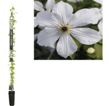 Kletterpflanze Clematis mit weißen Blüten im Topf