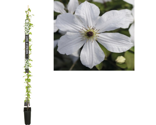 Kletterpflanze Clematis mit weißen Blüten im Topf