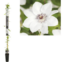 Clematis Pflanze im Topf mit weißer Blüte