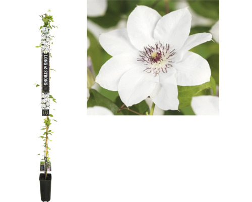 Clematis Pflanze im Topf mit weißer Blüte