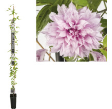Clematis Pflanze im Topf mit Kletterhilfe und rosa Blüte