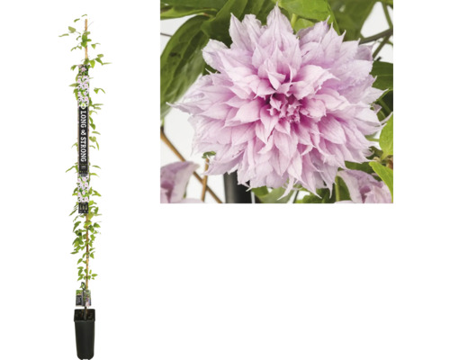 Waldrebe Floraself Clematis Multi Pink® H 190 cm Co 5,25 L, gefüllte Blüte