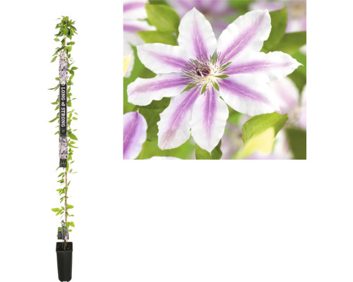 Clematis im Topf mit Blüte