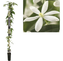 Immergrüne Waldrebe FloraSelf Clematis armandii H ca. 190 cm C0 5,25 L