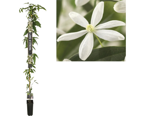 Immergrüne Waldrebe FloraSelf Clematis armandii H ca. 190 cm C0 5,25 L