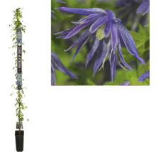 Clematis im Topf mit blauen Blüten.