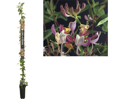 Geissblatt, Heckenkirsche FloraSelf Lonicera periclymenum 'Serotina' H ca. 190 cm Co 5,25 L Geissblatt, Heckenkirsche FloraSelf Lonicera periclymenum 'Serotina' H ca. 190 cm Co 5,25 L