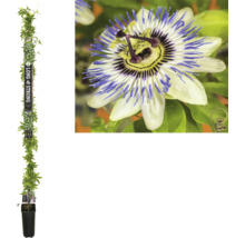 Passionsblume im Topf mit Rankhilfe und Blüte
