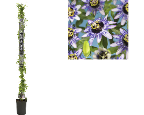 Passionsblume FloraSelf Passiflora 'Damsel's Delight' H ca. 190 cm Co 5,25 L