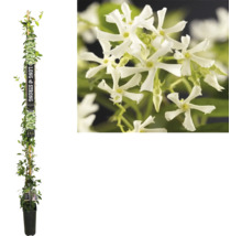 Sternjasmin FloraSelf Trachelospermum jasminoides H ca. 190 cm Co 5 ,25 L
