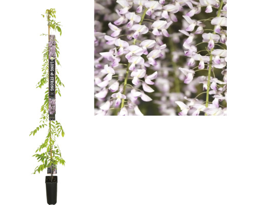 Blauregen, Glyzine FloraSelf Wisteria floribunda 'Rosea' H ca. 190 cm Co 5,25 L Blauregen im Topf mit Blütenstand