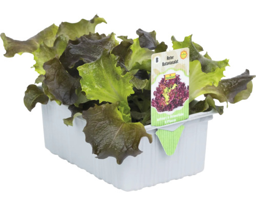 Roter Bataviasalat in einer weißen Kunststoffverpackung.