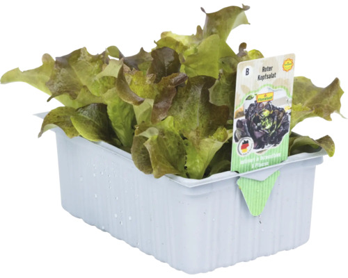 Roter Kopfsalat in Anzuchtschale