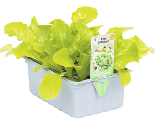 Grüner Eichblattsalat in Pflanzschale