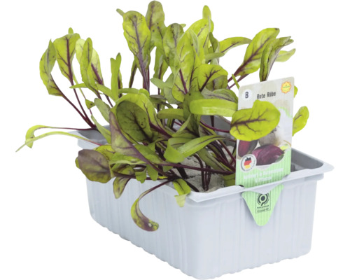 Rote Bete Jungpflanze im Anzuchtbehälter