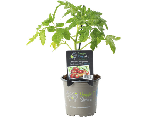 Cherrytomatenpflanze im Topf