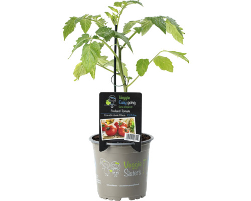 Tomatenpflanze im Topf mit Pflanzenetikett