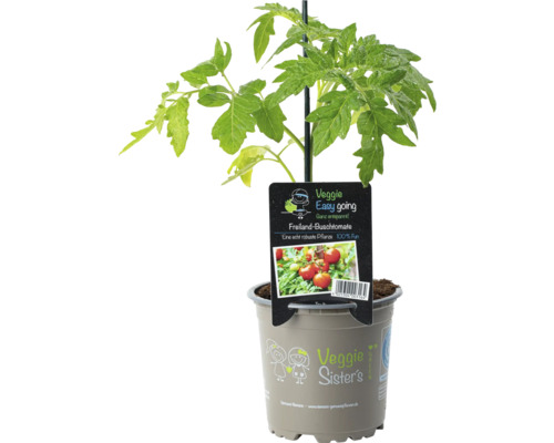 Freiland Buschtomate, Strauchtomaten, rot FloraSelf Ø 10,5 cm Topf, Veggie easy going