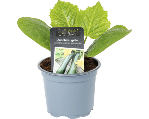 Zucchini 'Mastril' FloraSelf Ø 10,5 cm Topf, besonders krankheitsresistent