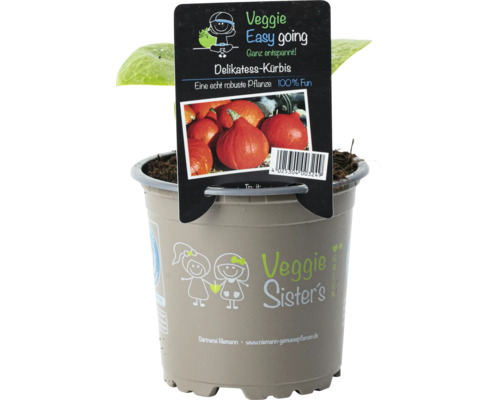 Delikatesskürbis Pflanze im Topf