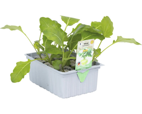 Kohlrabi Jungpflanzen im Anzuchtbehälter