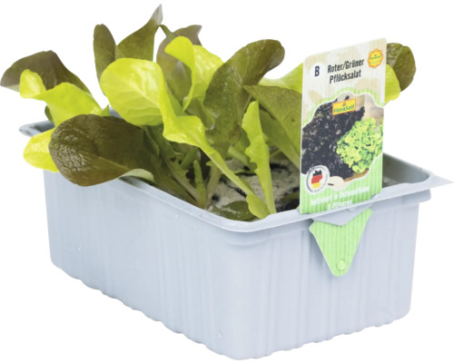 Roter und grüner Pflücksalat in einer Kunststoffschale.