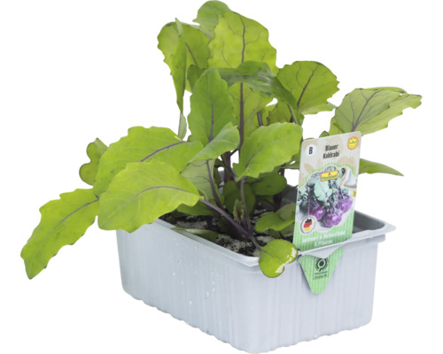 Blauer Kohlrabi in einer Anzuchtbox.