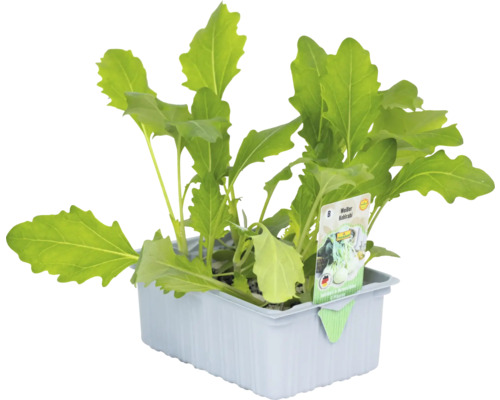 Jungpflanze im Topf, Weißer Kohlrabi
