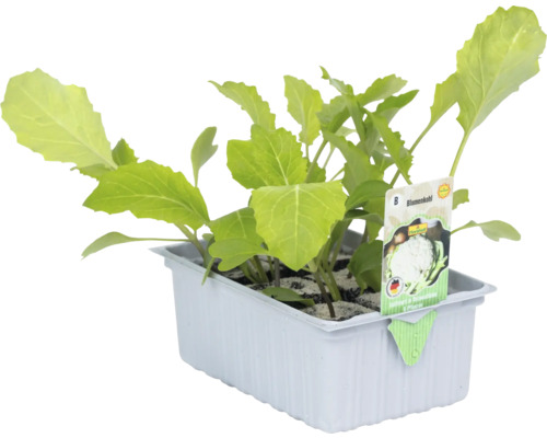 Blumenkohlsetzlinge in einer Anzuchtschale