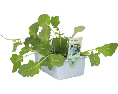 Brokkoli Pflanze im Anzuchtbehälter