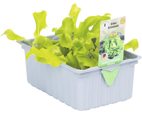 Grüner Bataviasalat in einer Anzuchtschale