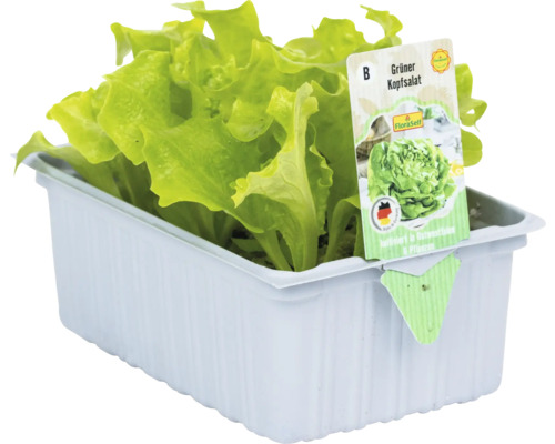 Grüner Kopfsalat in einer Kunststoffverpackung.
