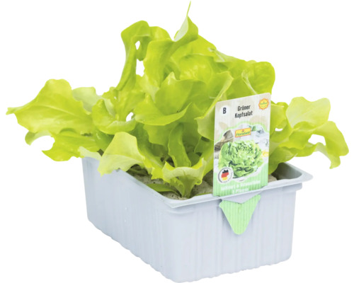 Grüner Kopfsalat in Pflanzschale mit Etikett