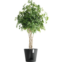 Blumentopf Ecopots Venice Kunststoff Ø 37,7 cm 40,2 x 40,2 x 35,7 cm dunkelgrau