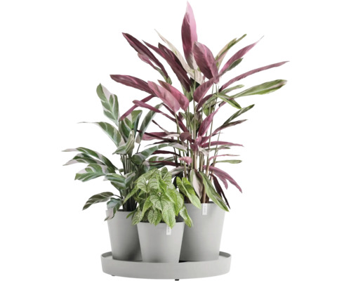 Drei Zimmerpflanzen in Töpfen auf einem Tablett