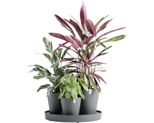 Verschiedene Zimmerpflanzen in Töpfen auf einem Tablett