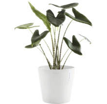 Blumentopf Ecopots Amsterdam Kunststoff Ø 27,3 cm 30 x 30 x 25,4 cm weiß