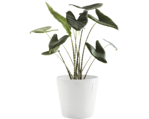 Zimmerpflanze Alocasia Zebrina in einem Topf