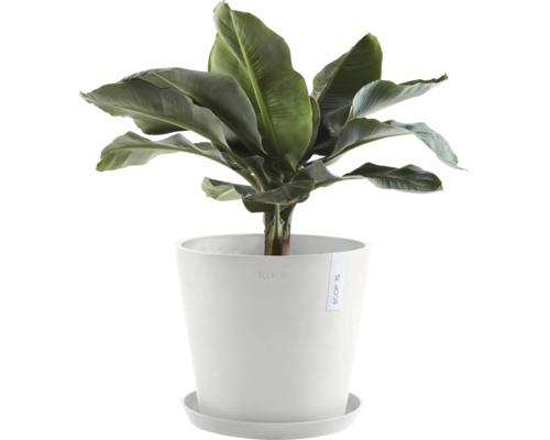 Künstliche Bananenpflanze in weißem Topf