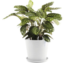 Blumentopf Ecopots Amsterdam Kunststoff Ø 27,3 cm 30 x 30 x 25,4 cm weiß