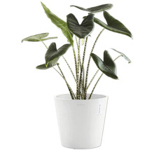 Blumentopf Ecopots Kunststoff Ø 38 cm 40 x 40 x 34,5 cm weiß