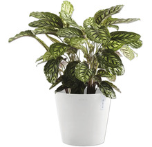 Blumentopf Ecopots Kunststoff Ø 38 cm 40 x 40 x 34,5 cm weiß